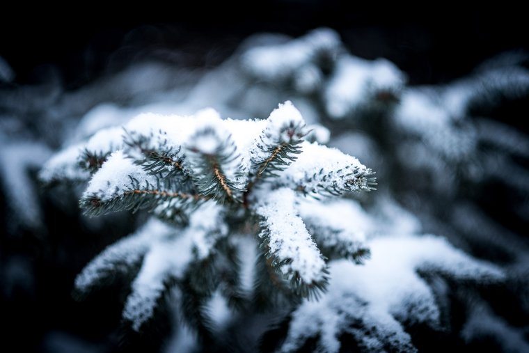 evergreen tree